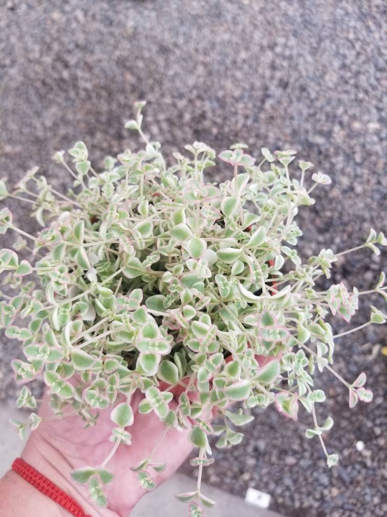 missy succulent Sedum Little Missy Succulent 4 inch by Succulents Box