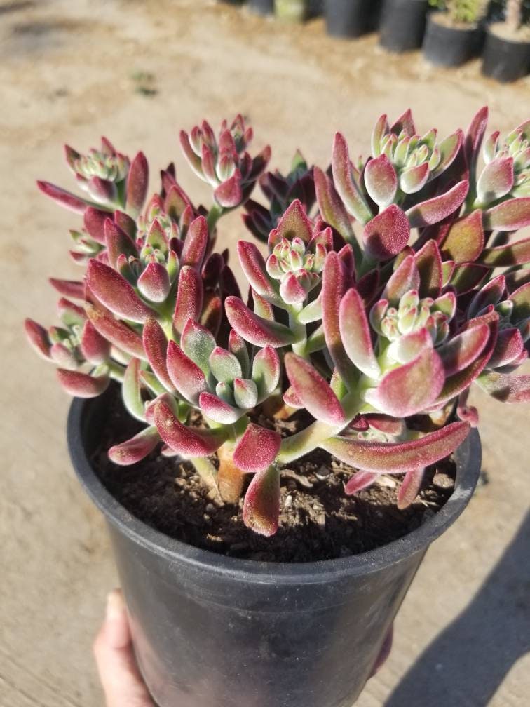 Red Velvet Succulent "Echeveria Pulvinata Rose" - Beaultiful Desert Plants 