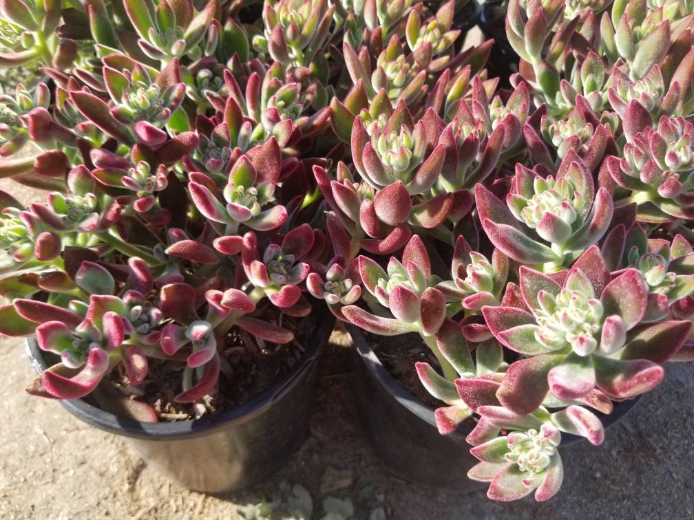 Red Velvet Succulent "Echeveria Pulvinata Rose" - Beaultiful Desert Plants 