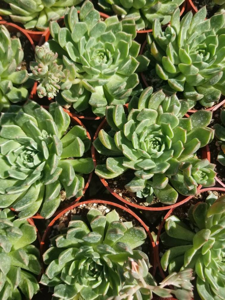 Echeveria Olivia (4" Pots) - Beaultiful Desert Plants 