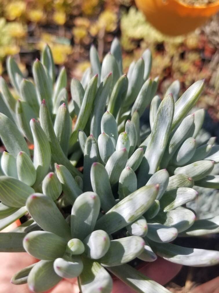 Senecio Serpents Mini Chalkstick (4" pot) - Beaultiful Desert Plants 