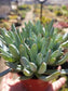 Senecio Serpents Mini Chalkstick (4" pot) - Beaultiful Desert Plants 