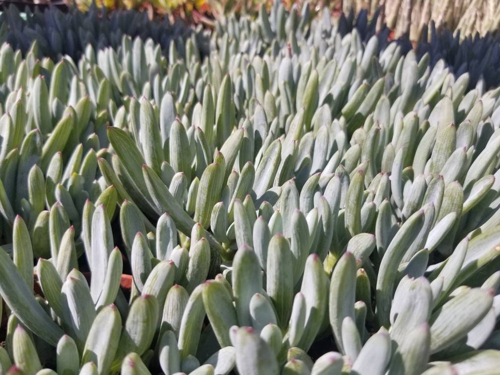 Senecio Serpents Mini Chalkstick (4" pot) - Beaultiful Desert Plants 