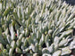 Senecio Serpents Mini Chalkstick (4" pot) - Beaultiful Desert Plants 