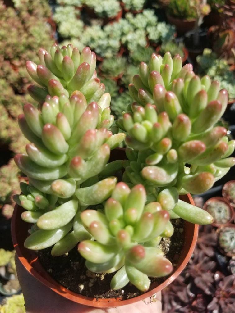 Sedum Rubrotictum "Aurora" - Beaultiful Desert Plants 