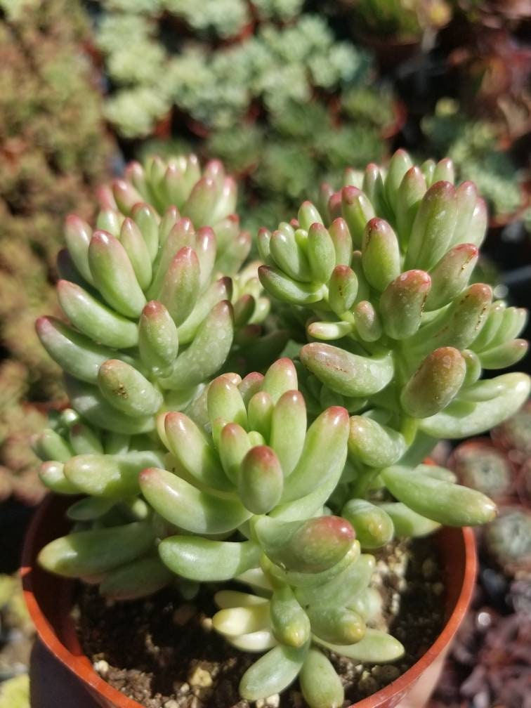 Sedum Rubrotictum "Aurora" - Beaultiful Desert Plants 