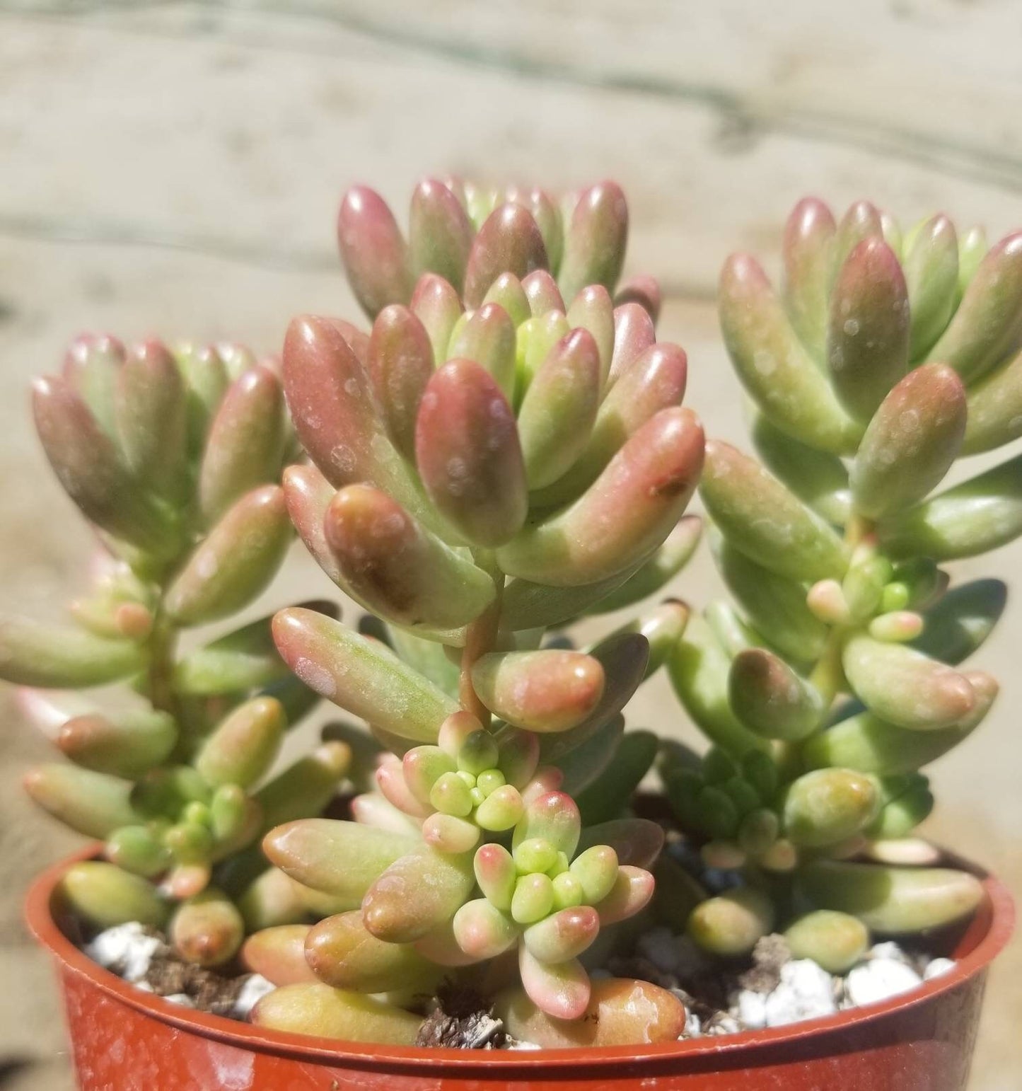 Sedum Rubrotictum "Aurora" - Beaultiful Desert Plants 