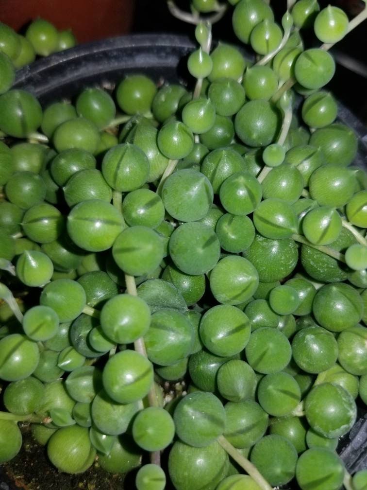 Strings of Pearls (4" Pot) - Beaultiful Desert Plants 