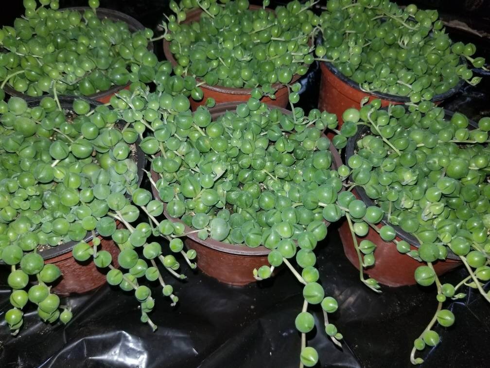 Strings of Pearls (4" Pot) - Beaultiful Desert Plants 