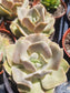 Echeveria Lolita (4" pot) - Beaultiful Desert Plants 