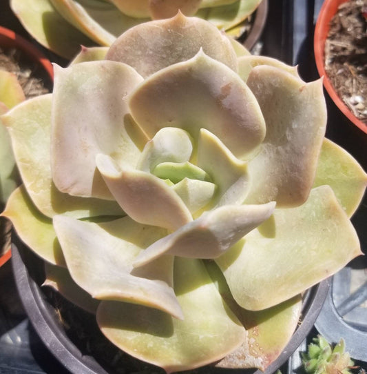 Echeveria Lolita (4" pot) - Beaultiful Desert Plants 