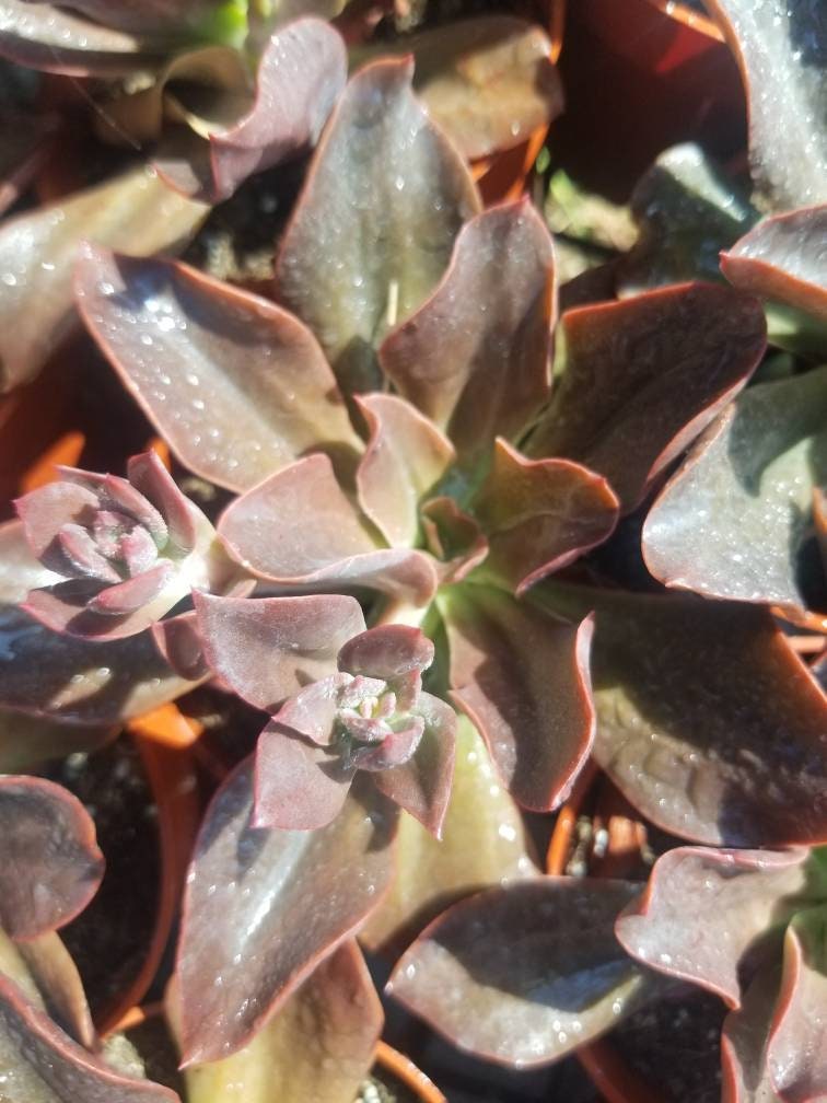 Echeveria Autumn Flame (4" pot) - Beaultiful Desert Plants 