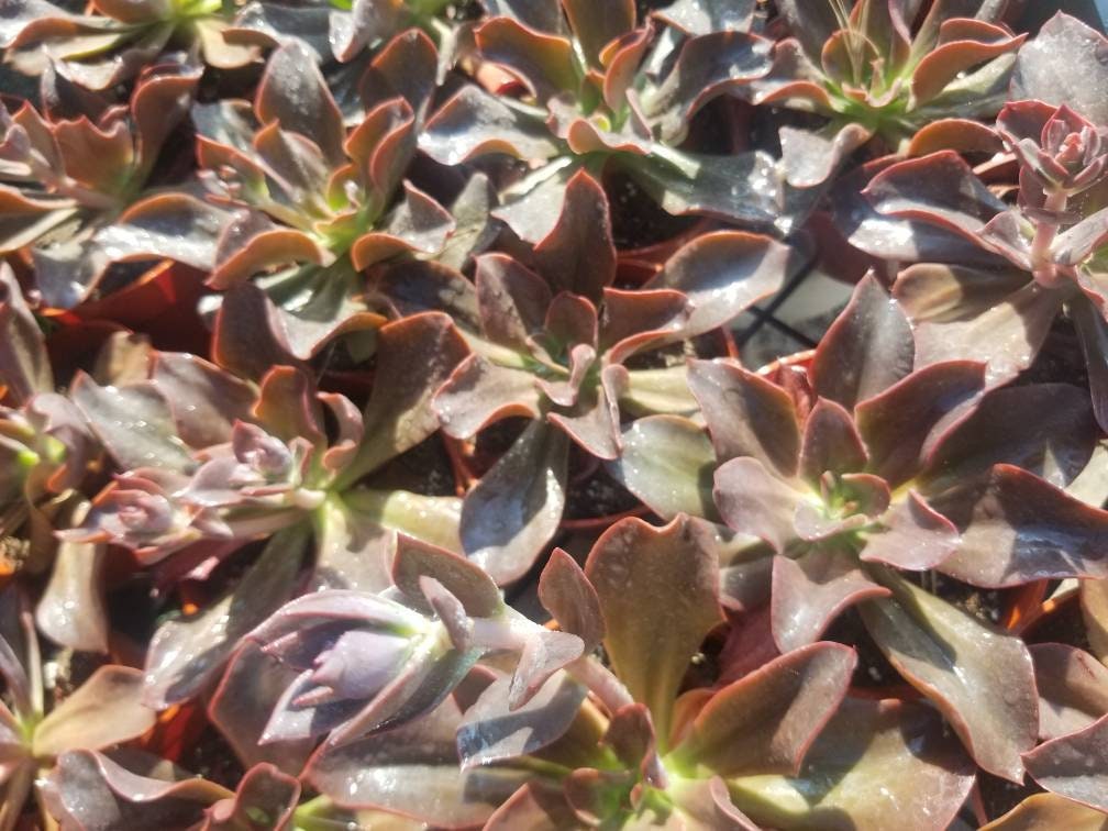 Echeveria Autumn Flame (4" pot) - Beaultiful Desert Plants 