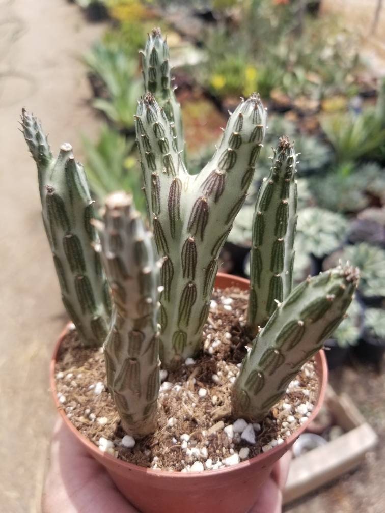 Senecio stapeliformis (4" Pot) - Beaultiful Desert Plants 