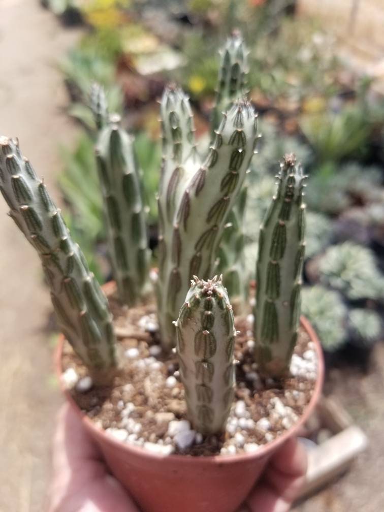 Senecio stapeliformis (4" Pot) - Beaultiful Desert Plants 