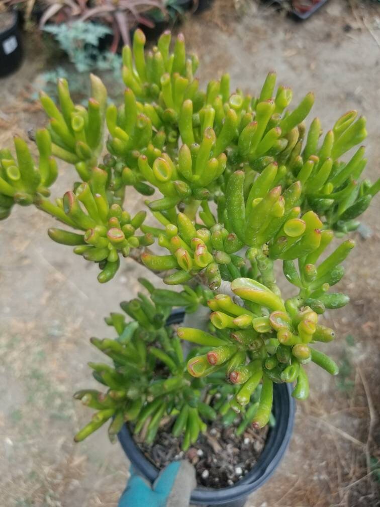 Crassula Ovata Gollum Tree - Beaultiful Desert Plants 