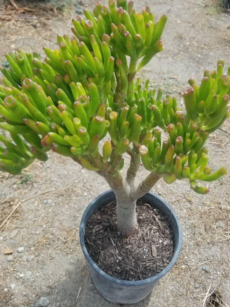 Crassula Ovata Gollum Tree - Beaultiful Desert Plants 