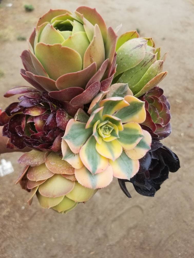 7 Aeonium Cuttings Mix - Beaultiful Desert Plants 