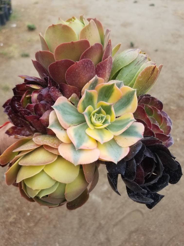 7 Aeonium Cuttings Mix - Beaultiful Desert Plants 