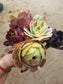 7 Aeonium Cuttings Mix - Beaultiful Desert Plants 