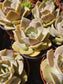 Echeveria Lolita (4" pot) - Beaultiful Desert Plants 