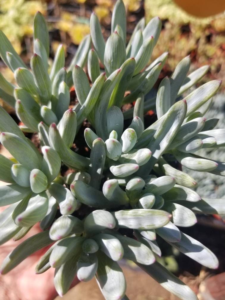 Senecio Serpents Mini Chalkstick (4" pot) - Beaultiful Desert Plants 