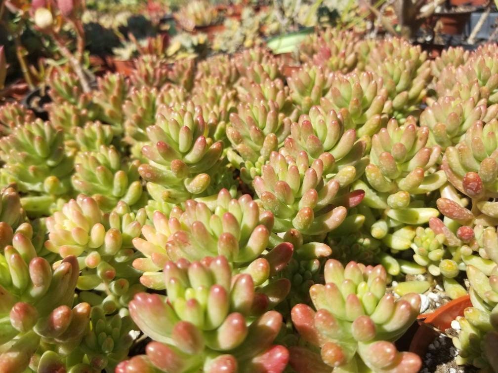 Sedum Rubrotictum "Aurora" - Beaultiful Desert Plants 