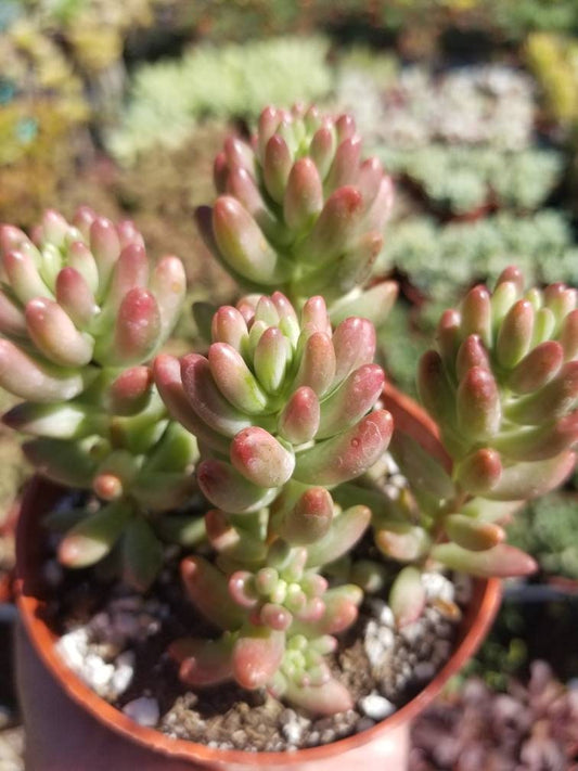 Sedum Rubrotictum "Aurora" - Beaultiful Desert Plants 