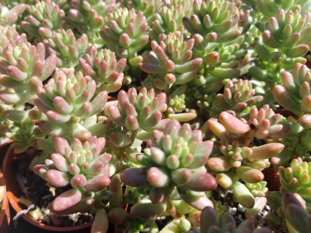 Sedum Rubrotictum "Aurora" - Beaultiful Desert Plants 