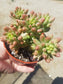 Sedum Rubrotictum "Aurora" - Beaultiful Desert Plants 