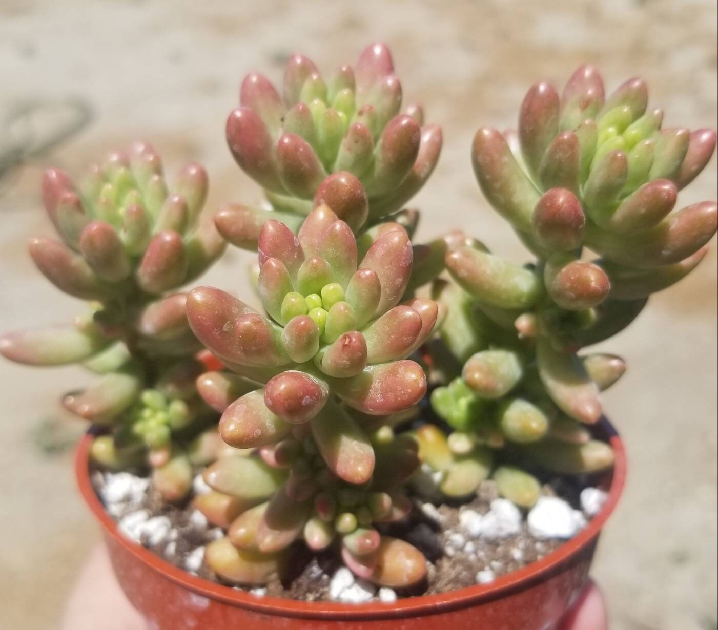 Sedum Rubrotictum "Aurora" - Beaultiful Desert Plants 