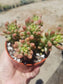 Sedum Rubrotictum "Aurora" - Beaultiful Desert Plants 