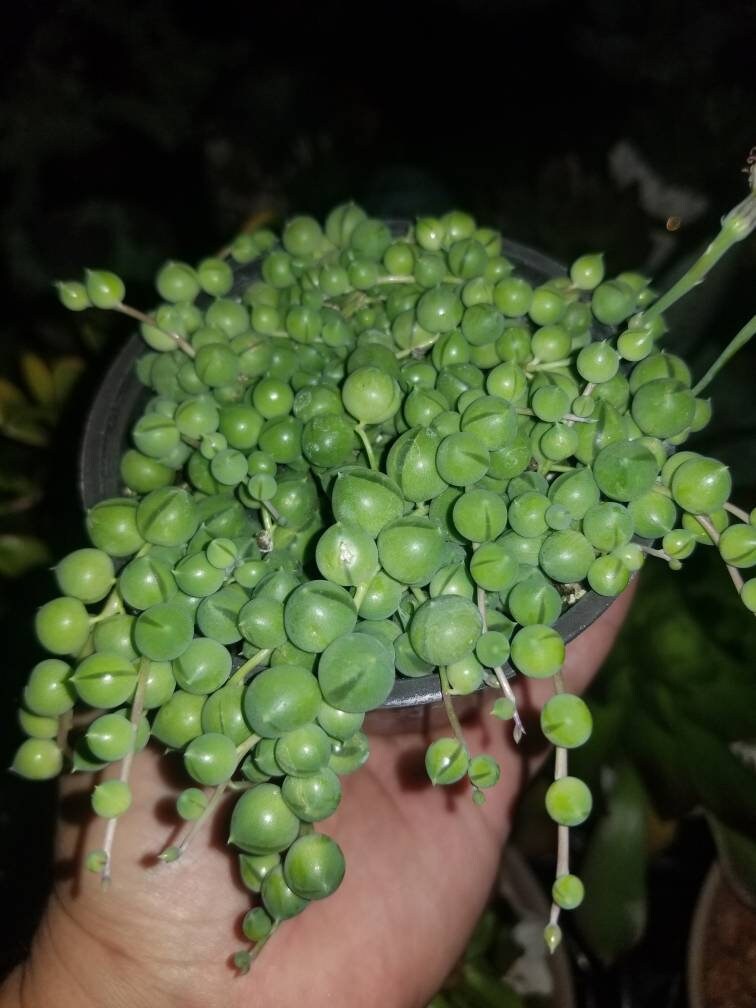 Strings of Pearls (4" Pot) - Beaultiful Desert Plants 