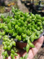 Senecio herreianus Strings of Tears or Raindrops (4" Pot) - Beaultiful Desert Plants 