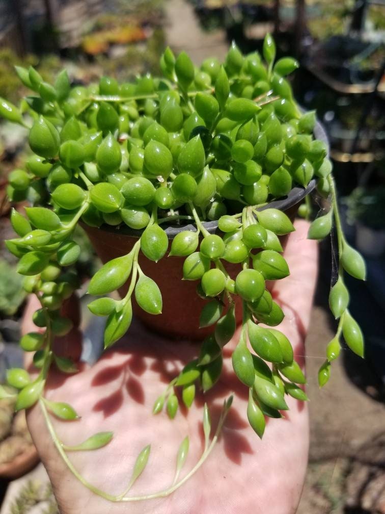 Senecio herreianus Strings of Tears or Raindrops (4" Pot) - Beaultiful Desert Plants 