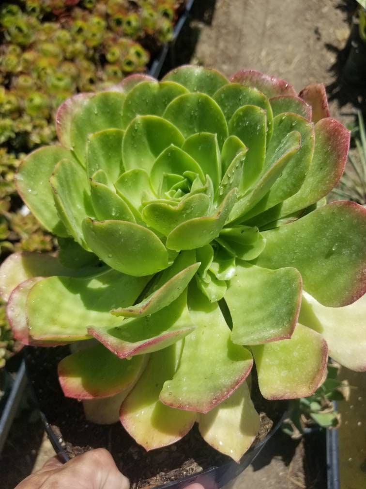 Aeonium Urbicum - Beaultiful Desert Plants 