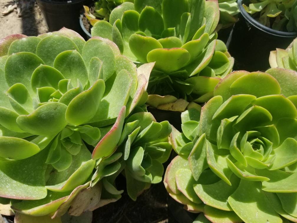 saucer plant aeonium urbicum Aeonium Urbicum
