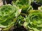 Aeonium Urbicum - Beaultiful Desert Plants 