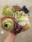 7 Aeonium Cuttings Mix - Beaultiful Desert Plants 