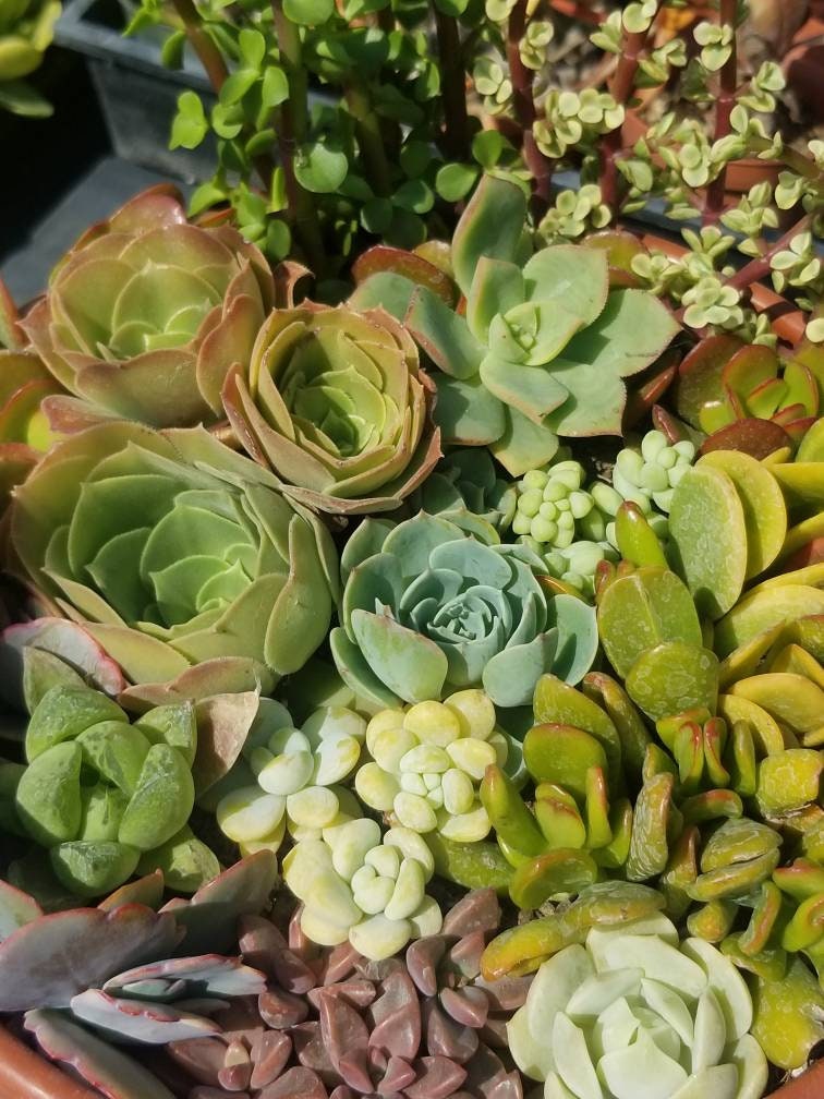 cheap succulent cuttings Succulents Cuttings (2 Pounds) More than 100 fresh Cuttings – Beaultiful Desert Plants