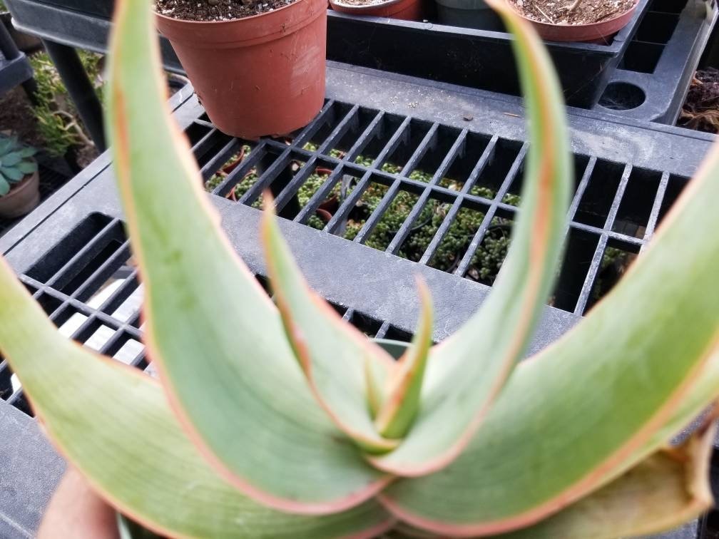 Aloe Coral Striata (4" Pot) - Beaultiful Desert Plants 