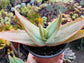 Aloe Coral Striata (4" Pot) - Beaultiful Desert Plants 