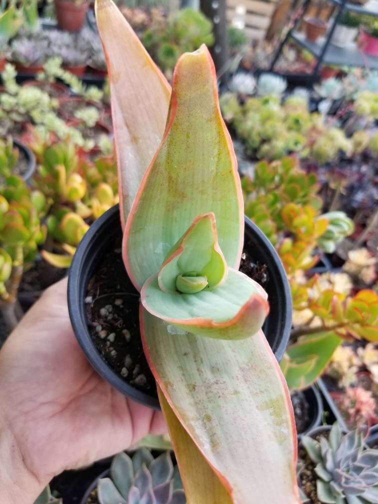 Aloe Coral Striata (4" Pot) - Beaultiful Desert Plants 