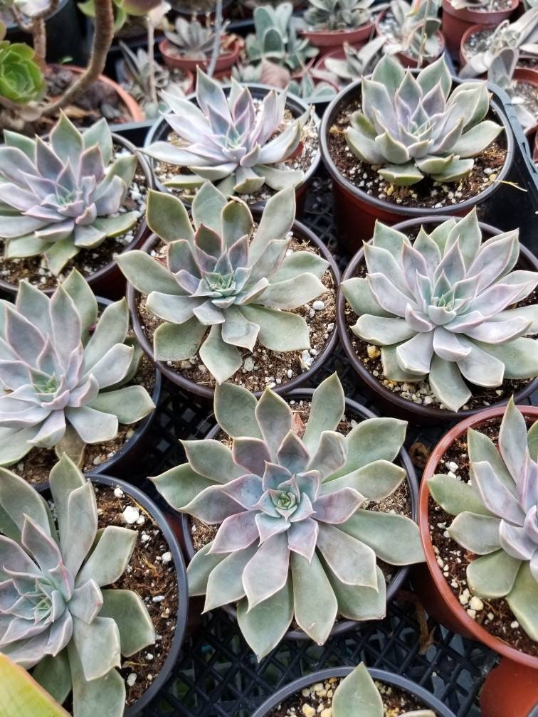 rusbyi succulent Graptopetalum Rusbyi (4" pot) – Beaultiful Desert Plants