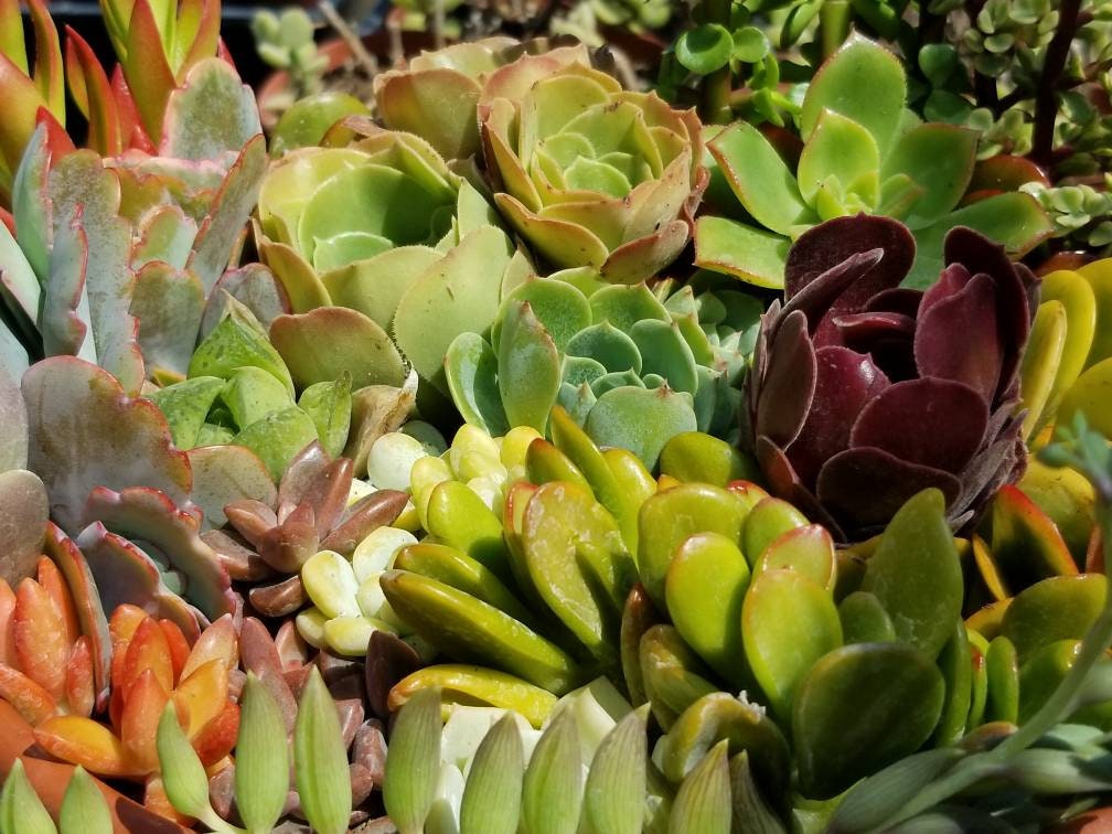 2 pounds of succulents cuttings