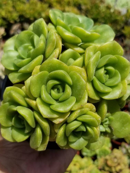 Aeonium Lily Pad Bouquet  (4" Pot) - Beaultiful Desert Plants 