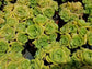 Aeonium Lily Pad Bouquet  (4" Pot) - Beaultiful Desert Plants 