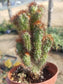 Cereus Peruvianus Mostrose (4" pot) - Beaultiful Desert Plants 