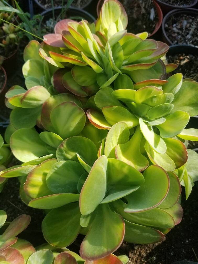 Kalanchoe Luciae Fantastic Variegated Crested - Beaultiful Desert Plants 