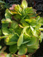 Kalanchoe Luciae Fantastic Variegated Crested - Beaultiful Desert Plants 